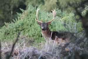 Stag looking at me