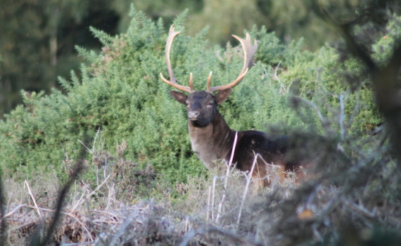 Stag looking at me