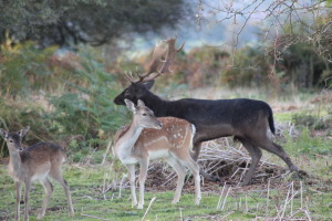 Stag with baby and mum